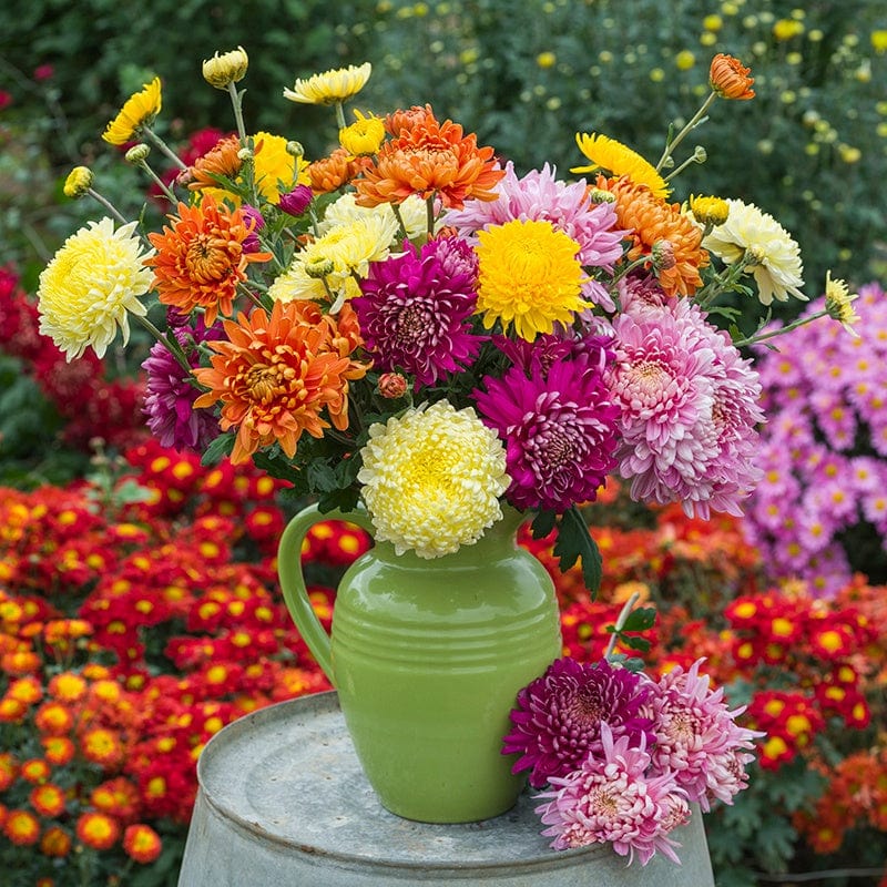 Early despatch - 5 young plants, 1 of each Chrysanthemum  Broadway Collection