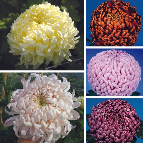 Early despatch - 5 young plants, 1 of each Chrysanthemum Classic Collection