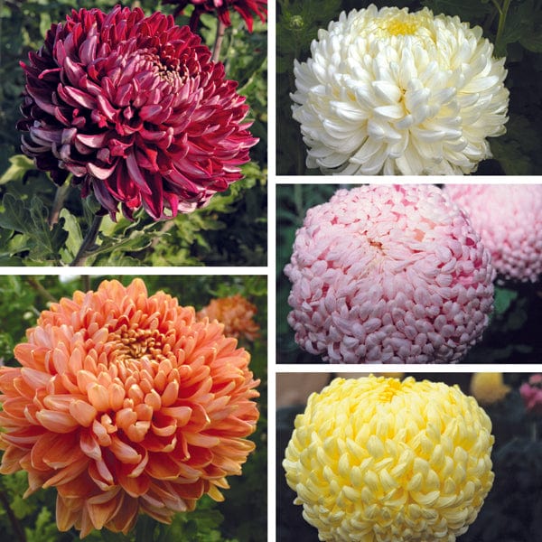 Early despatch - 5 young plants - 1 of each Chrysanthemum Dartmoor Collection