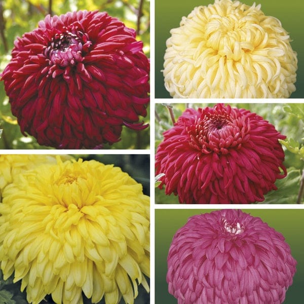 Early despatch - 5 young plants - 1 of each Chrysanthemum Exmoor Collection