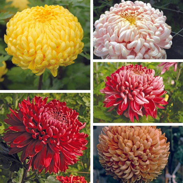 Early despatch - 5 young plants, 1 of each Chrysanthemum Growers Collection