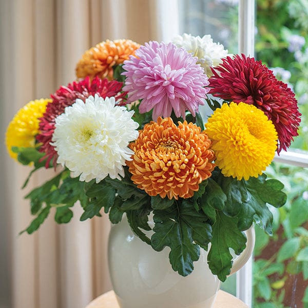 Early despatch - 5 young plants,1 of each Chrysanthemum Prelude Collection