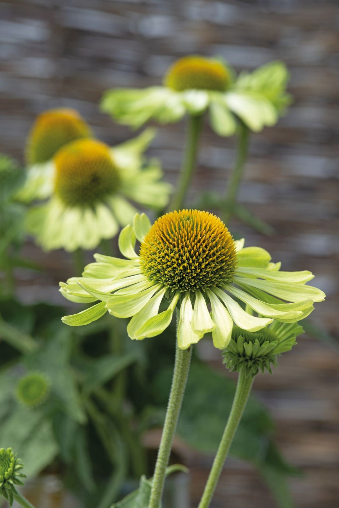 Echinacea Alan's Pride Seeds