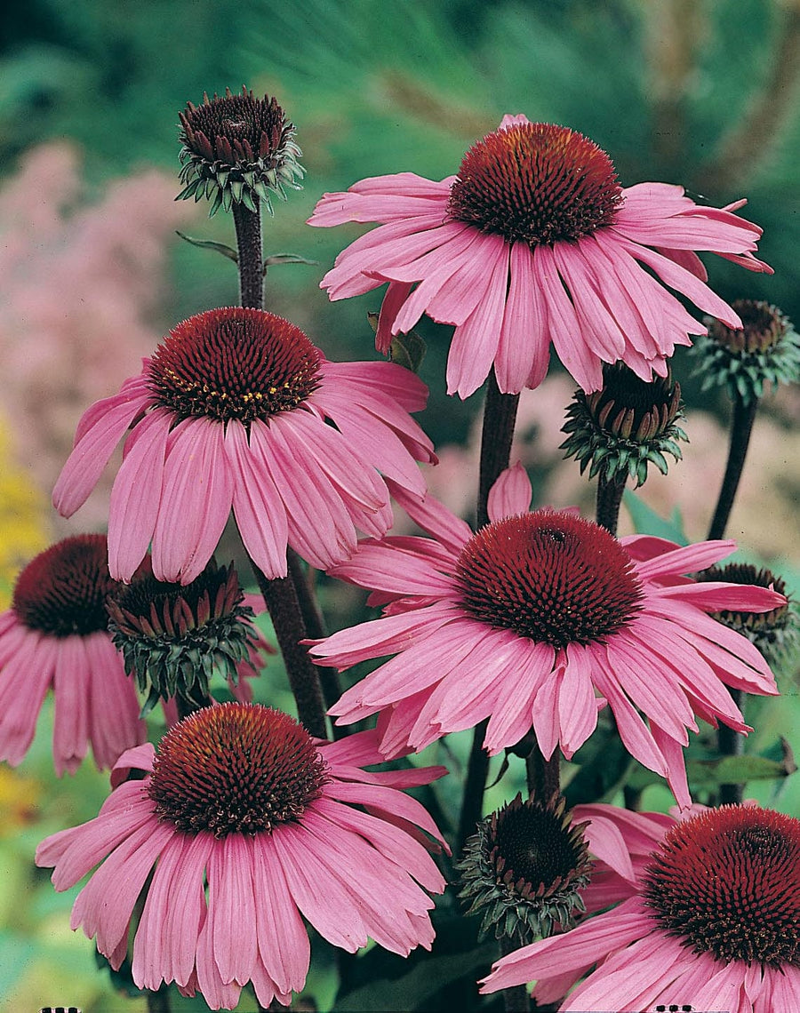 Echinacea Bravado Seeds