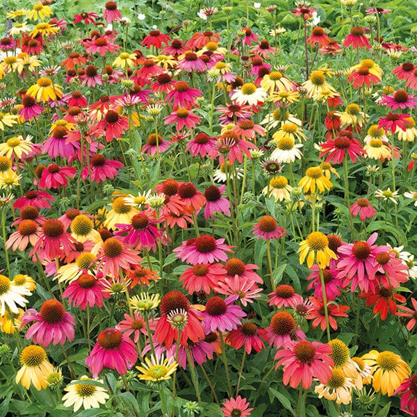 Echinacea Cheyenne Spirit Flower Plant