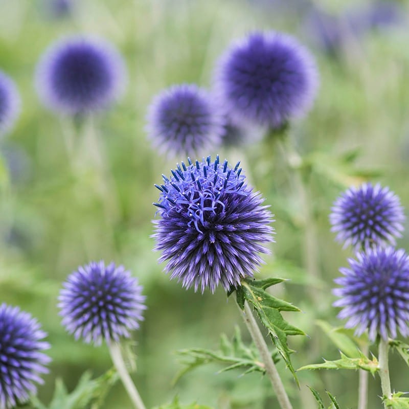 Echinops ritro Veitch’s Blue