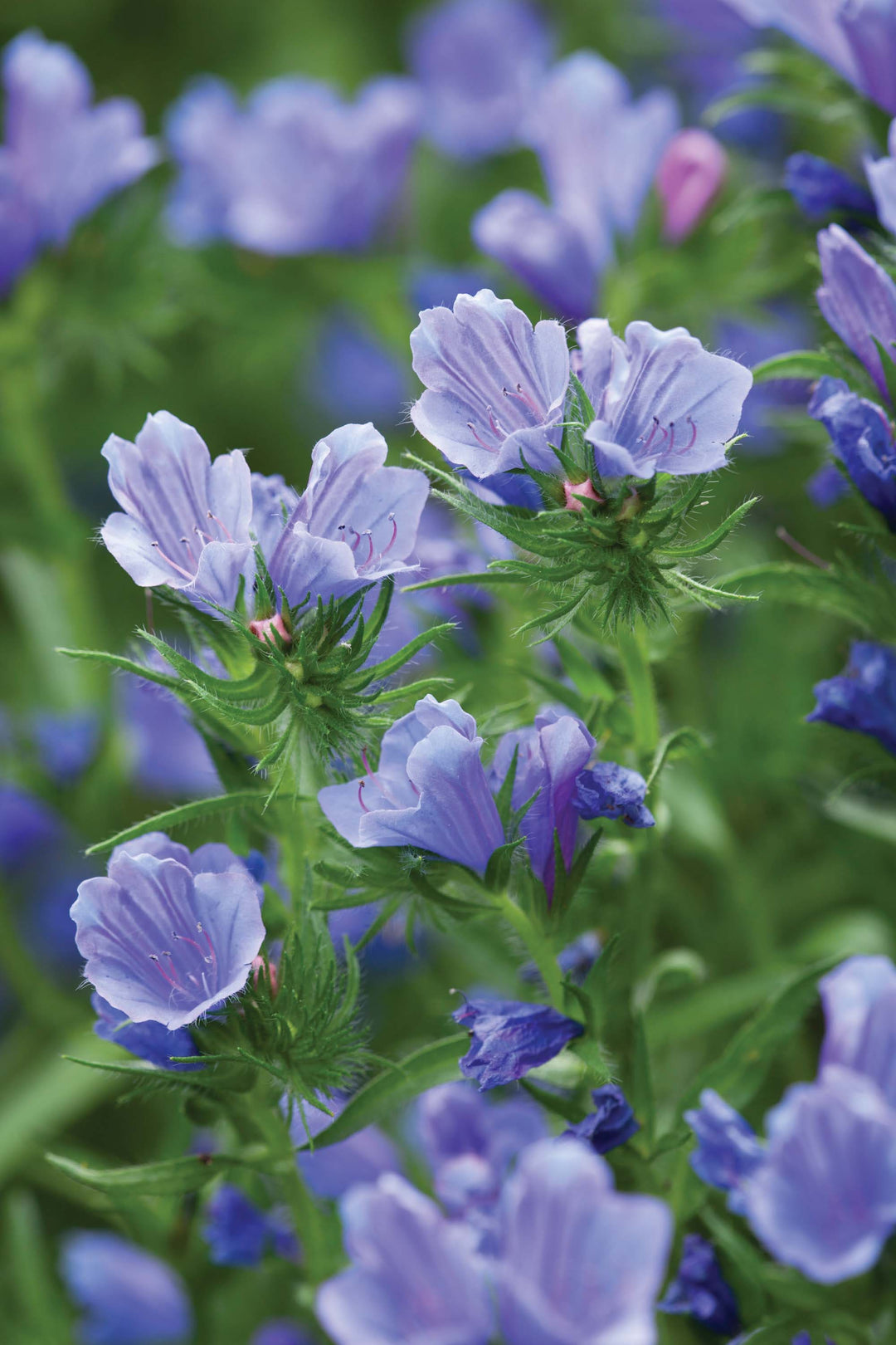 Echium Blue Bedder Seeds