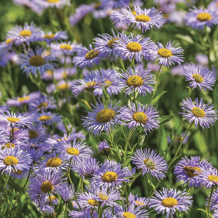 Erigeron Azure Beauty