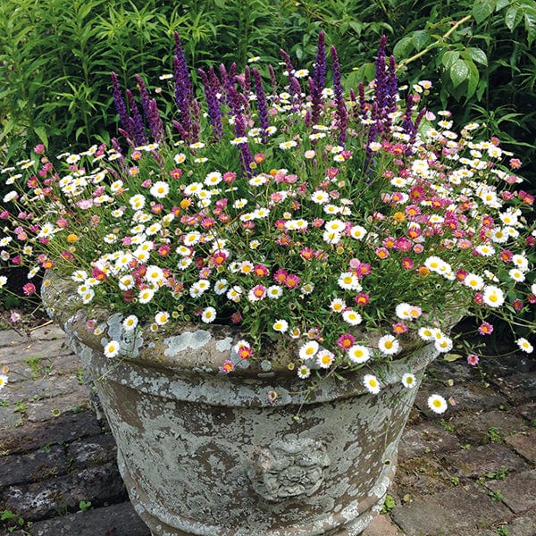 Erigeron karvinskianus 'Stallone'