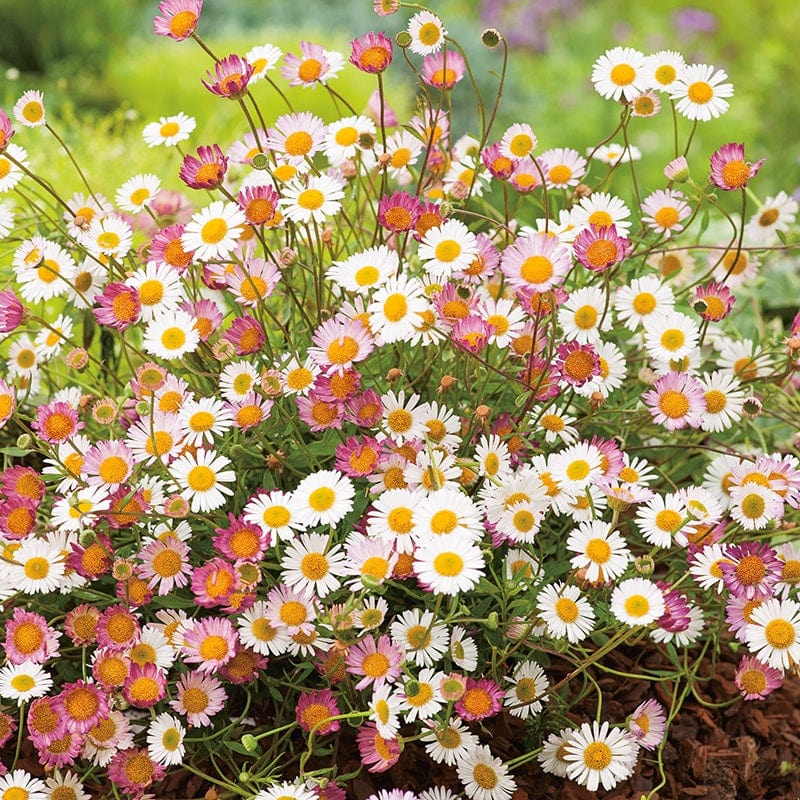 Erigeron Profusion