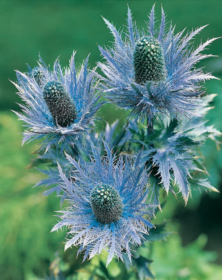 Eryngium Alpinum Superbum Seeds