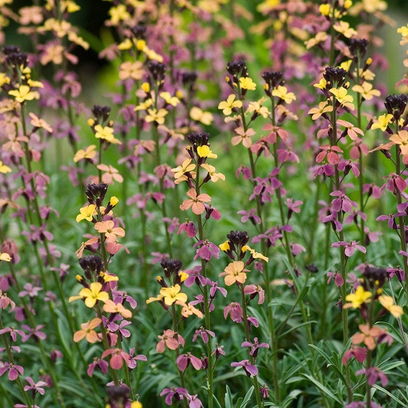 Erysimum Constant Cheer