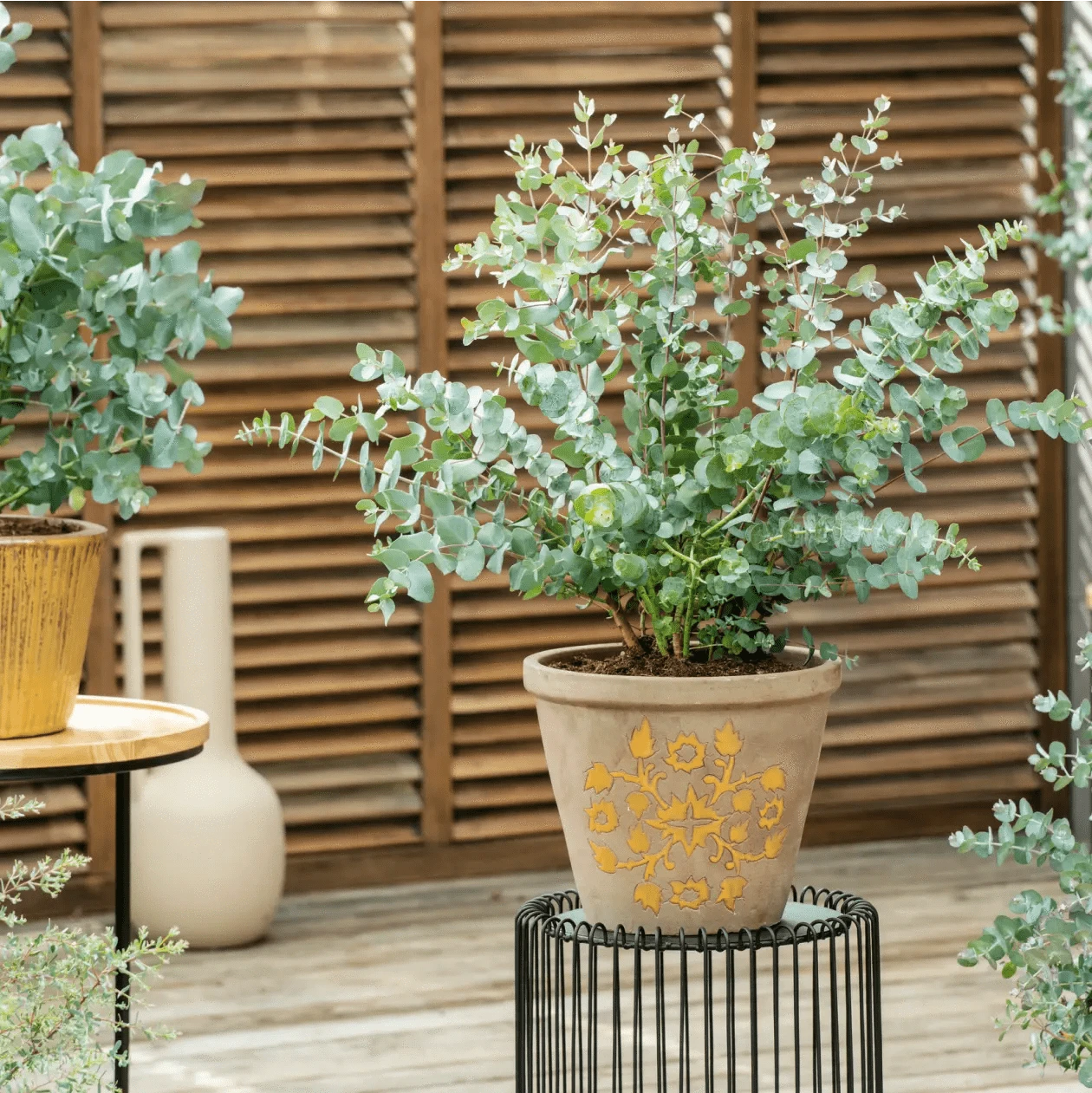 Eucalpytus pulverulenta Baby Blue Seeds