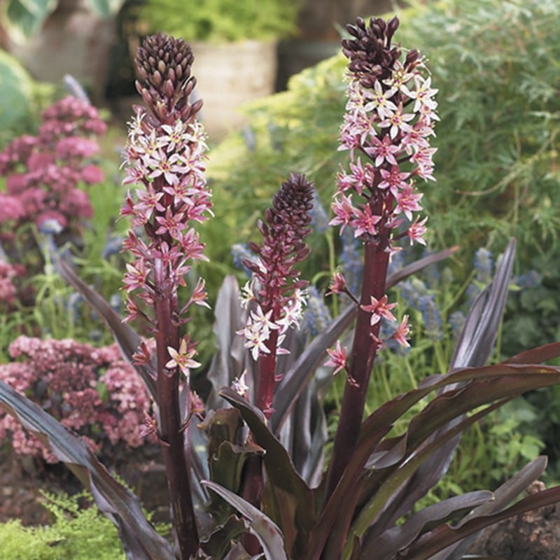 Eucomis Sparkling Burgundy