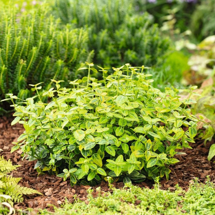 Euonymus fortunei Emerald n Gold Shrub Plants