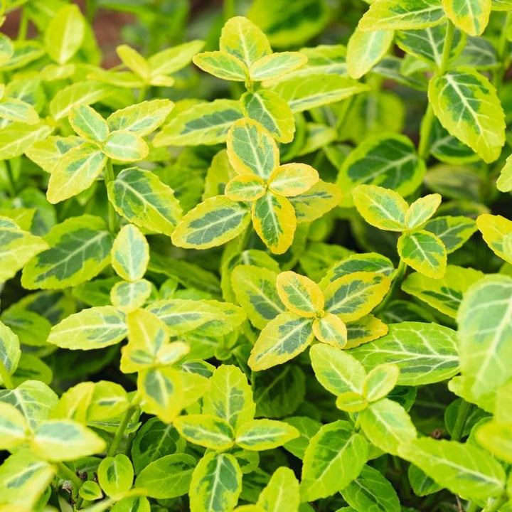 Euonymus fortunei Emerald n Gold Shrub Plants