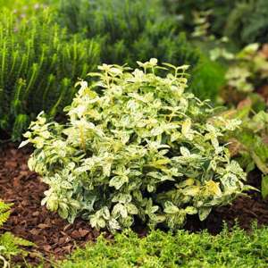 Euonymus fortunei Harlequin Shrub Plants