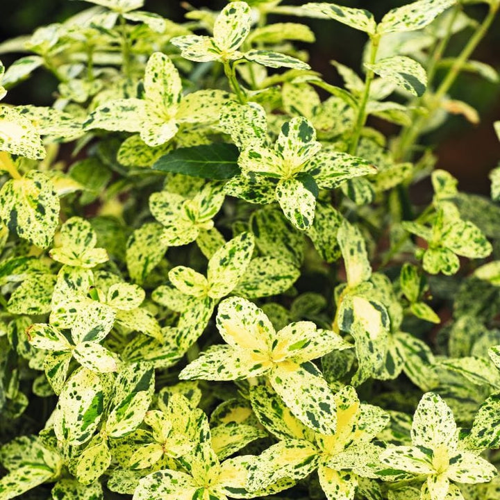 Euonymus fortunei Harlequin Shrub Plants