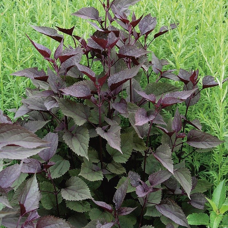 Eupatorium rugosum Chocolate