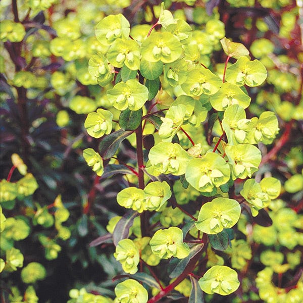 Euphorbia amygdaloides Purpurea