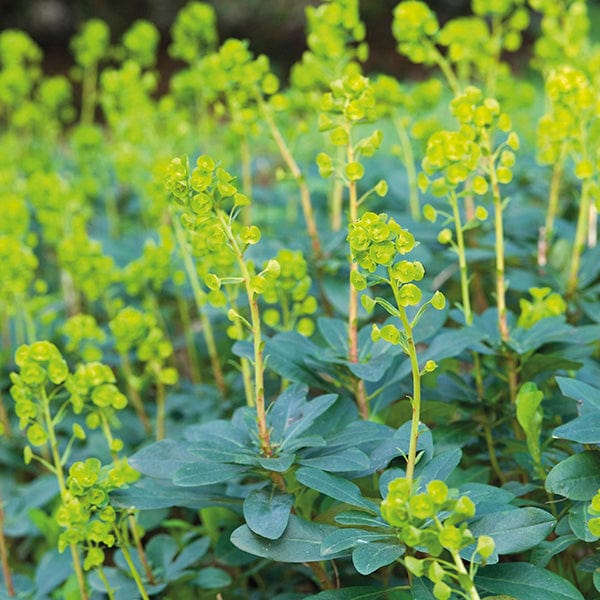 Euphorbia amygdaloides var. robbiae AGM