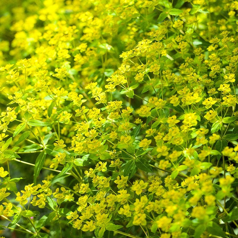 Euphorbia ceratocarpa