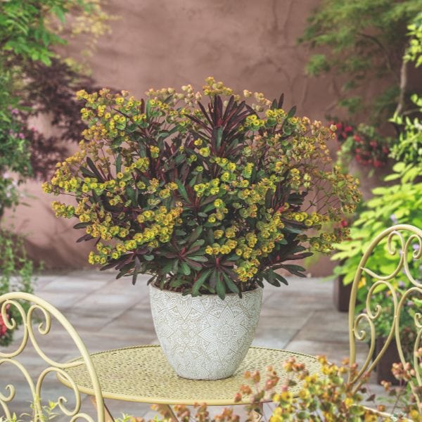 Euphorbia x Martini Miner's Merlot Flower Plant