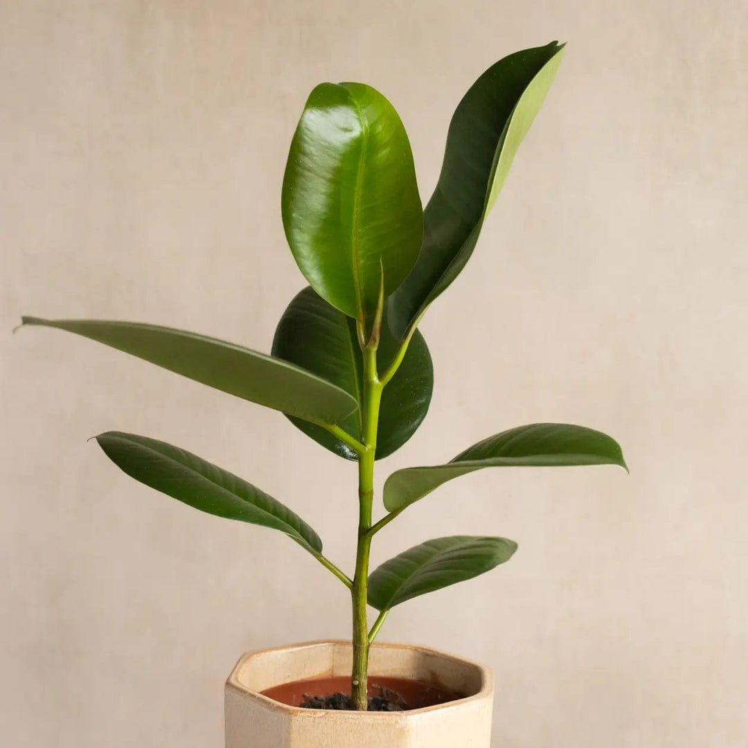 Ficus Robusta in Glazed Cognac Ceramic