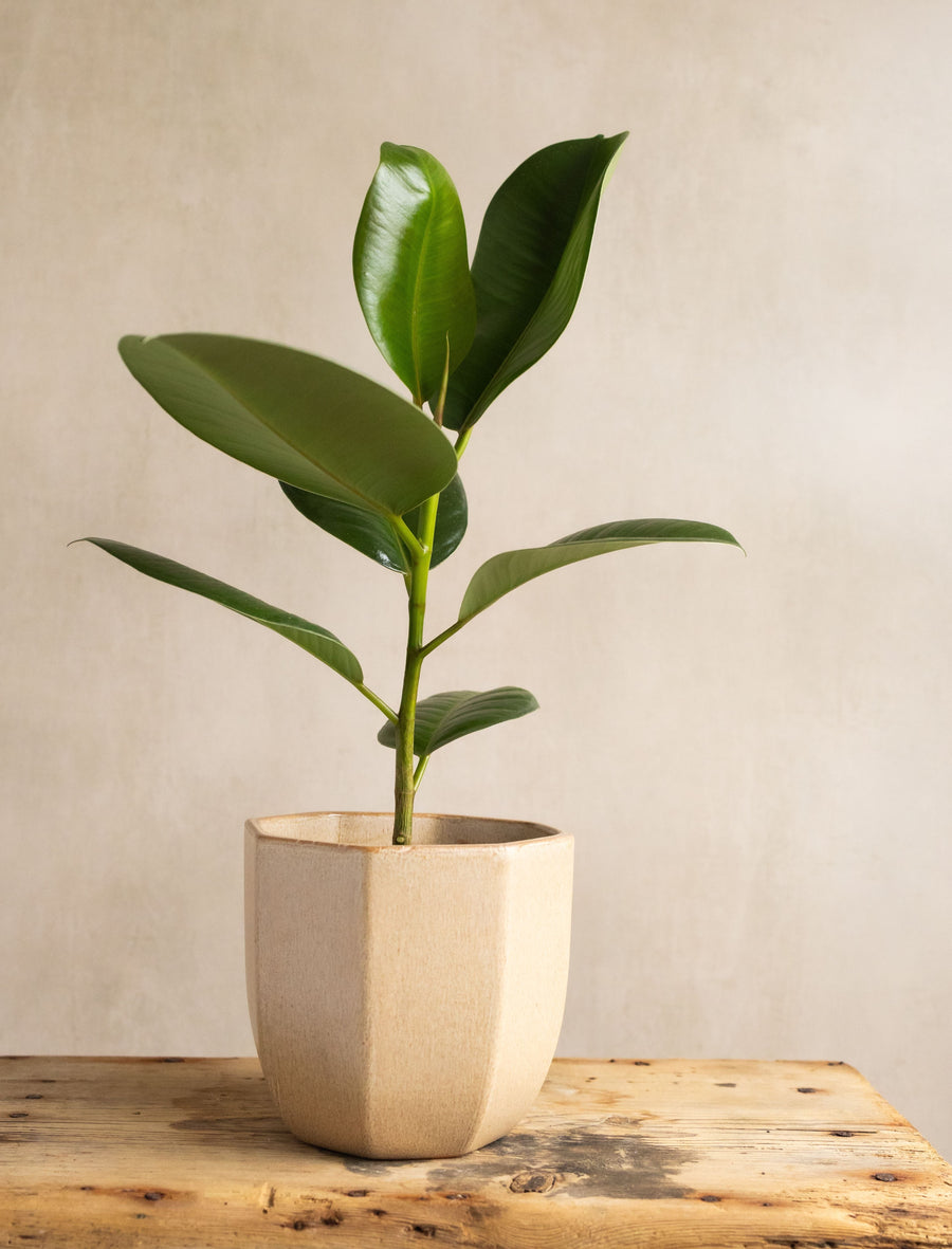 Ficus Robusta in Neutral Heptagon Ceramic