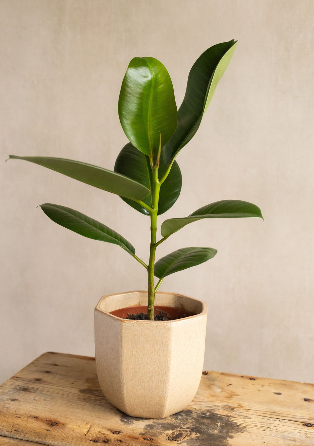 Ficus Robusta in Neutral Heptagon Ceramic