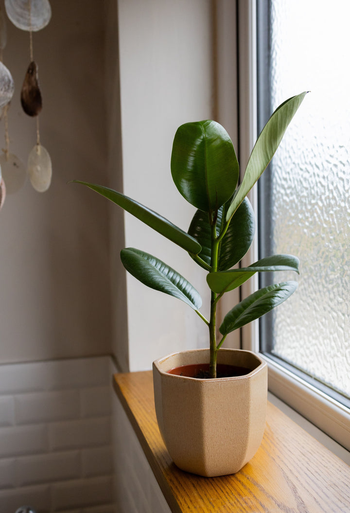 Ficus Robusta in Neutral Heptagon Ceramic