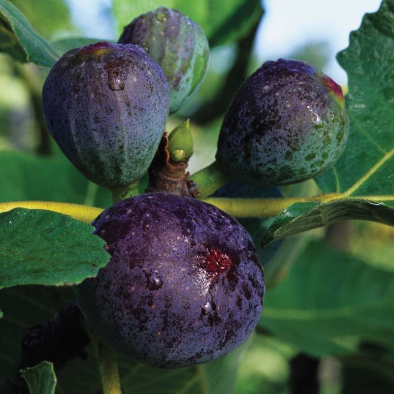 Fig (Ficus) Brown Turkey Fruit Plants