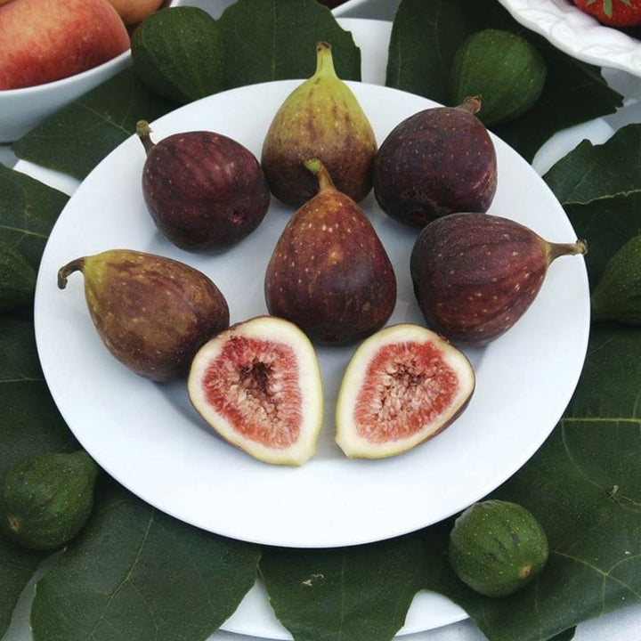 Fig (Ficus) Brown Turkey Fruit Plants