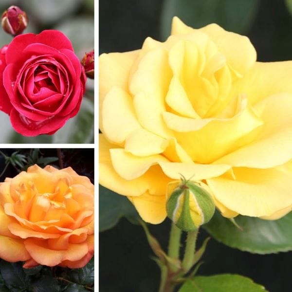 Floribunda Rose Trio Bare Root Plants Collection