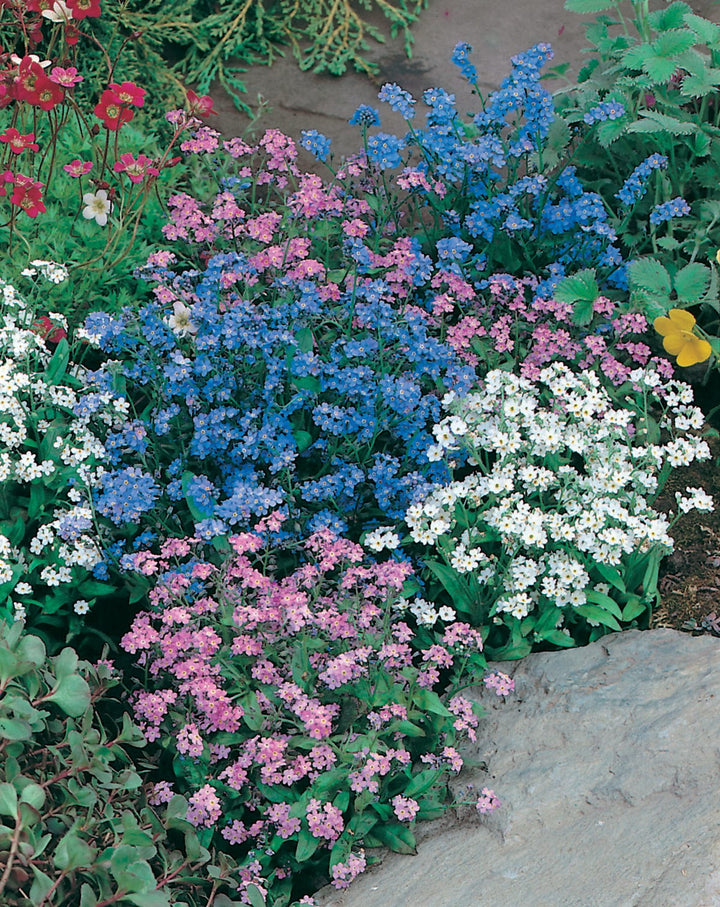 Forget Me Not Mixed Seeds