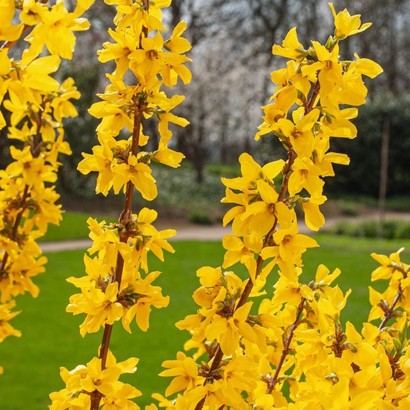 Forsythia intermedia Minigold Shrub Plants