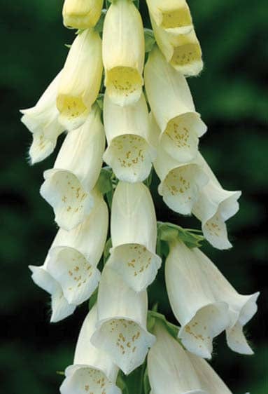 Foxglove Alba Seeds