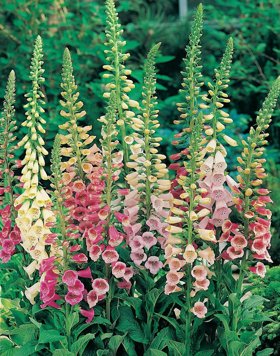 Foxglove Excelsior Mixed Seeds