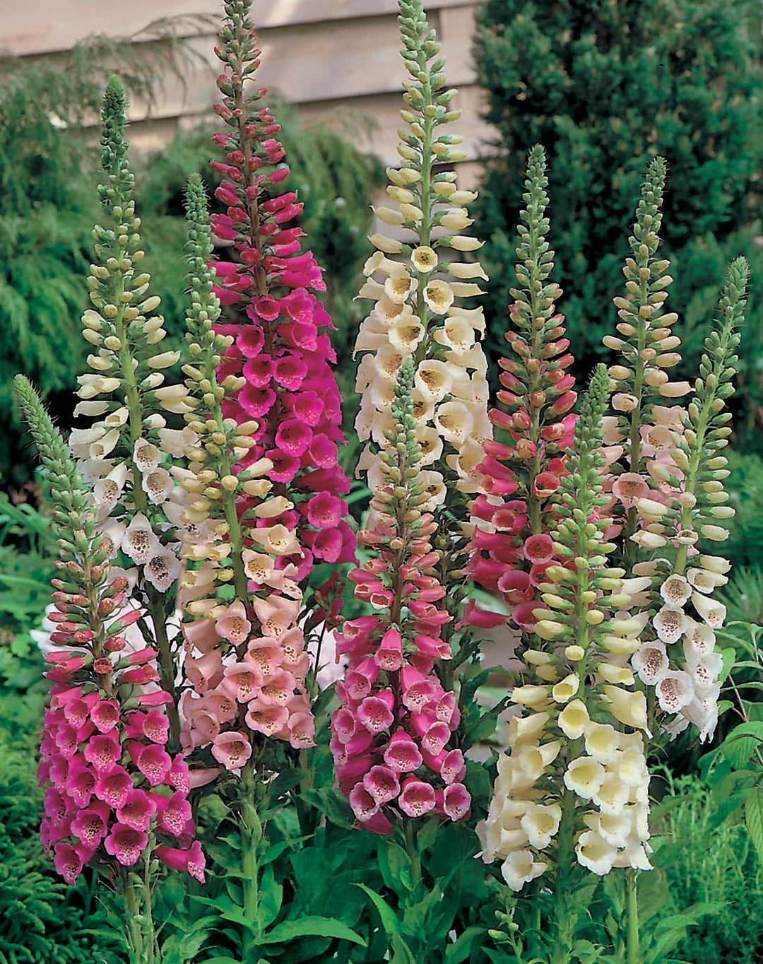 Foxglove Foxy Mixed Seeds