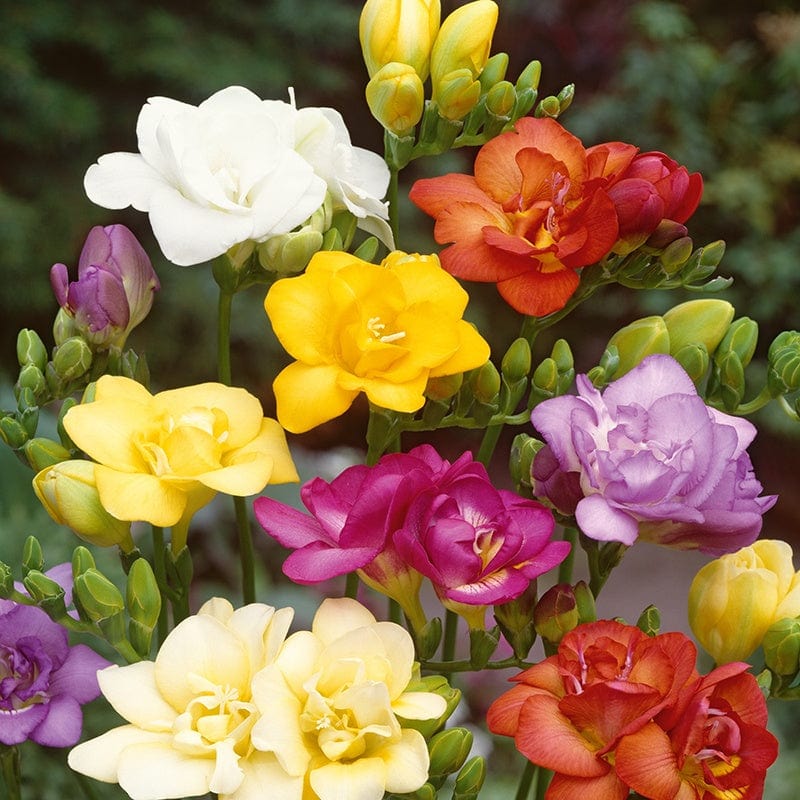 Freesia Double Flower Bulbs