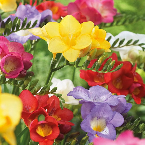 Freesia Single Mixed