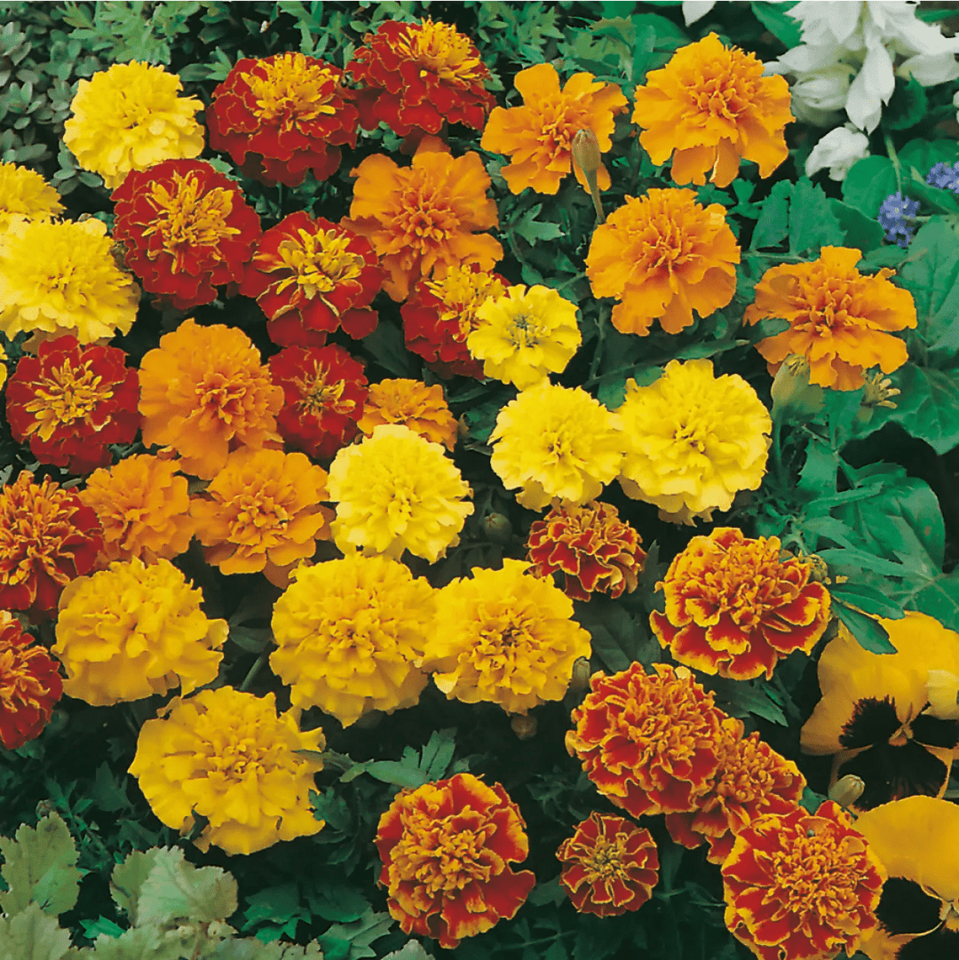 French Marigold Dwarf Double Mixed Seeds