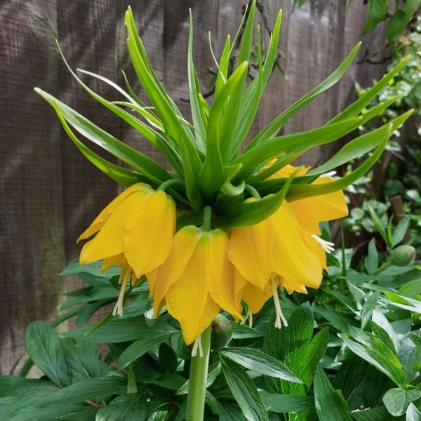 Fritillaria imperialis Lutea Flower Bulbs