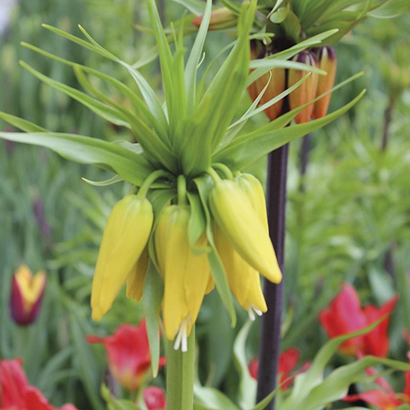 Fritillaria imperialis Lutea Flower Bulbs