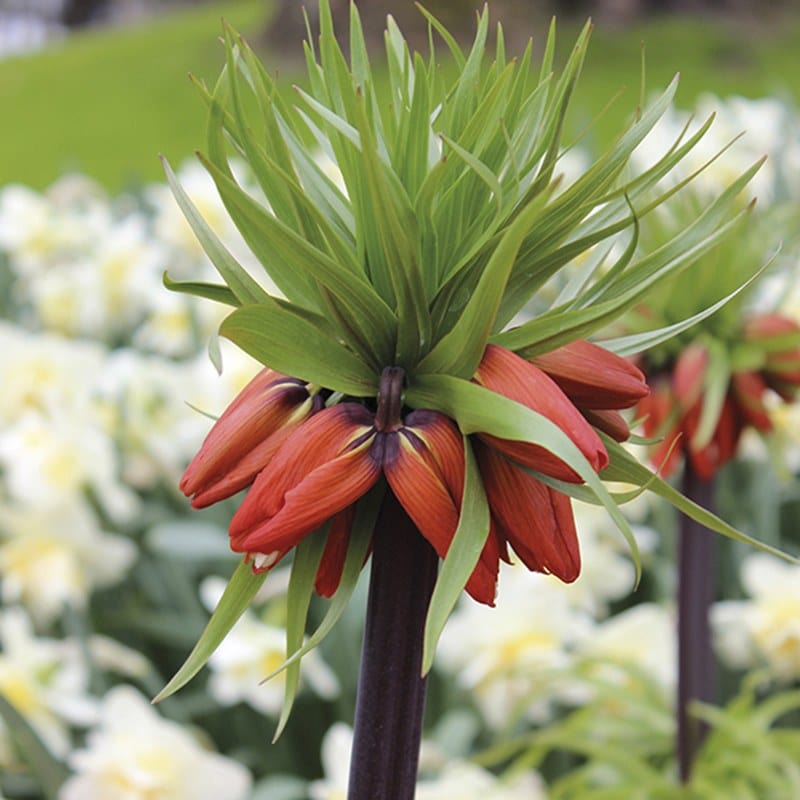 Fritillaria imperialis Rubra Flower Bulbs