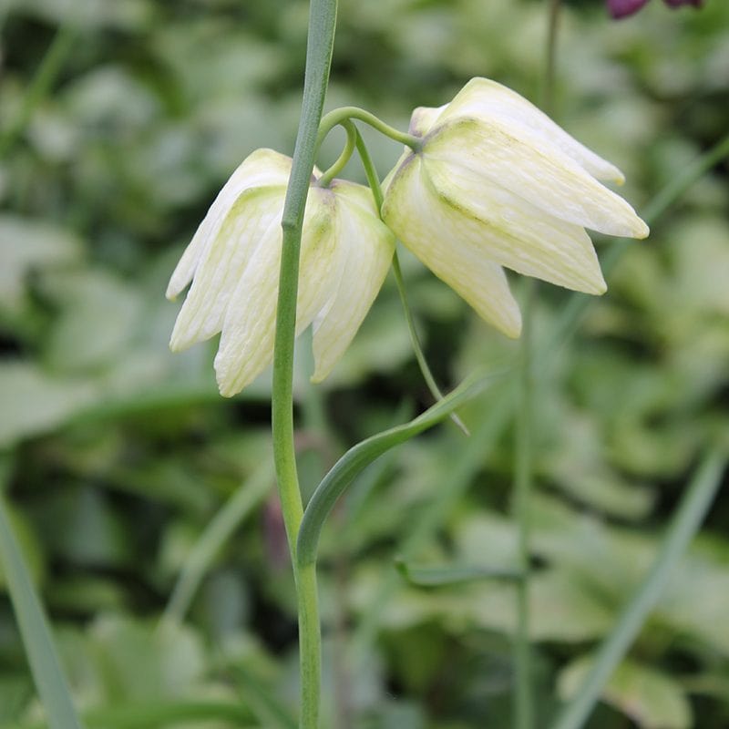 Fritillaria meleagris Alba Flower Bulbs