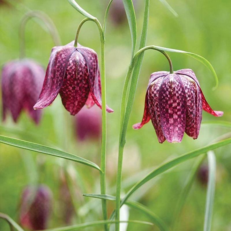 Fritillaria meleagris Flower Bulbs