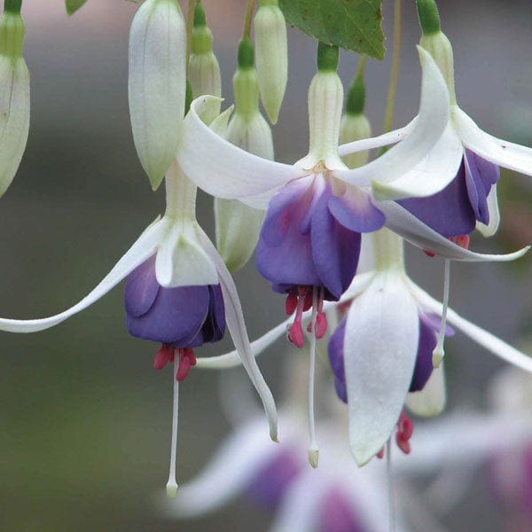 Fuchsia Delta's Sarah (Hardy)