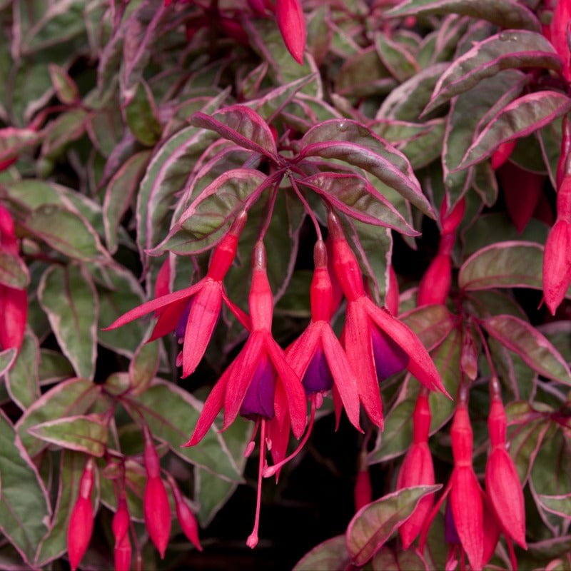 Fuchsia (Hardy) Tom West