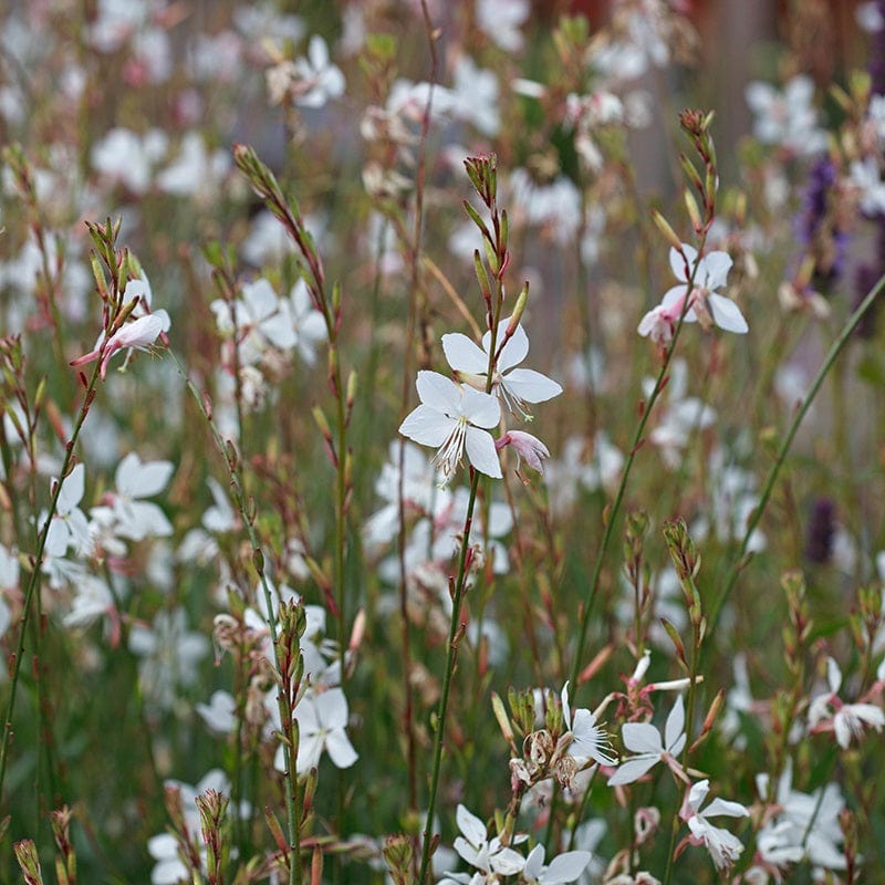Gaura lindhermeri The Bride